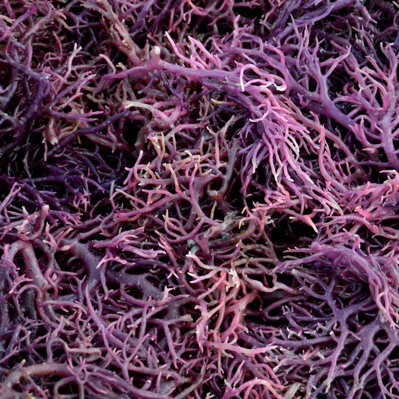 Wild Crafted Purple Power Sea Moss