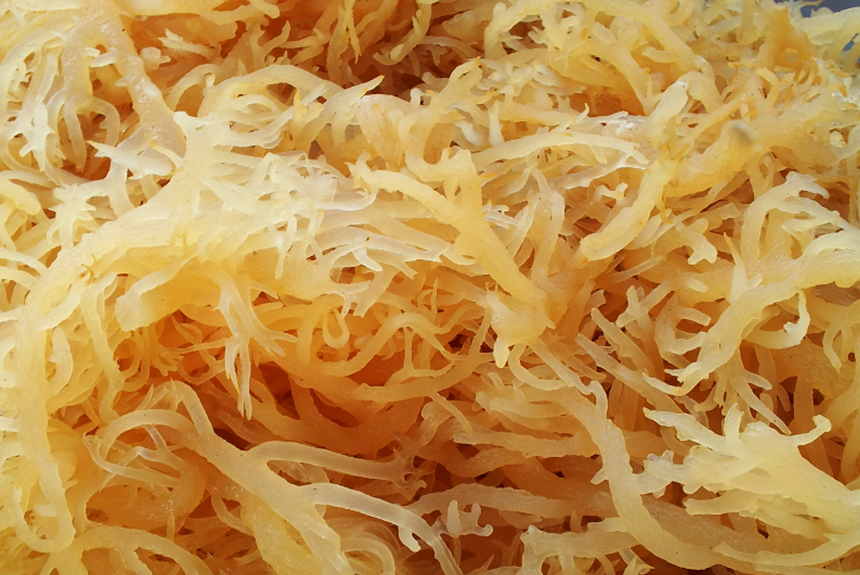 Wild Crafted Golden Sea Moss